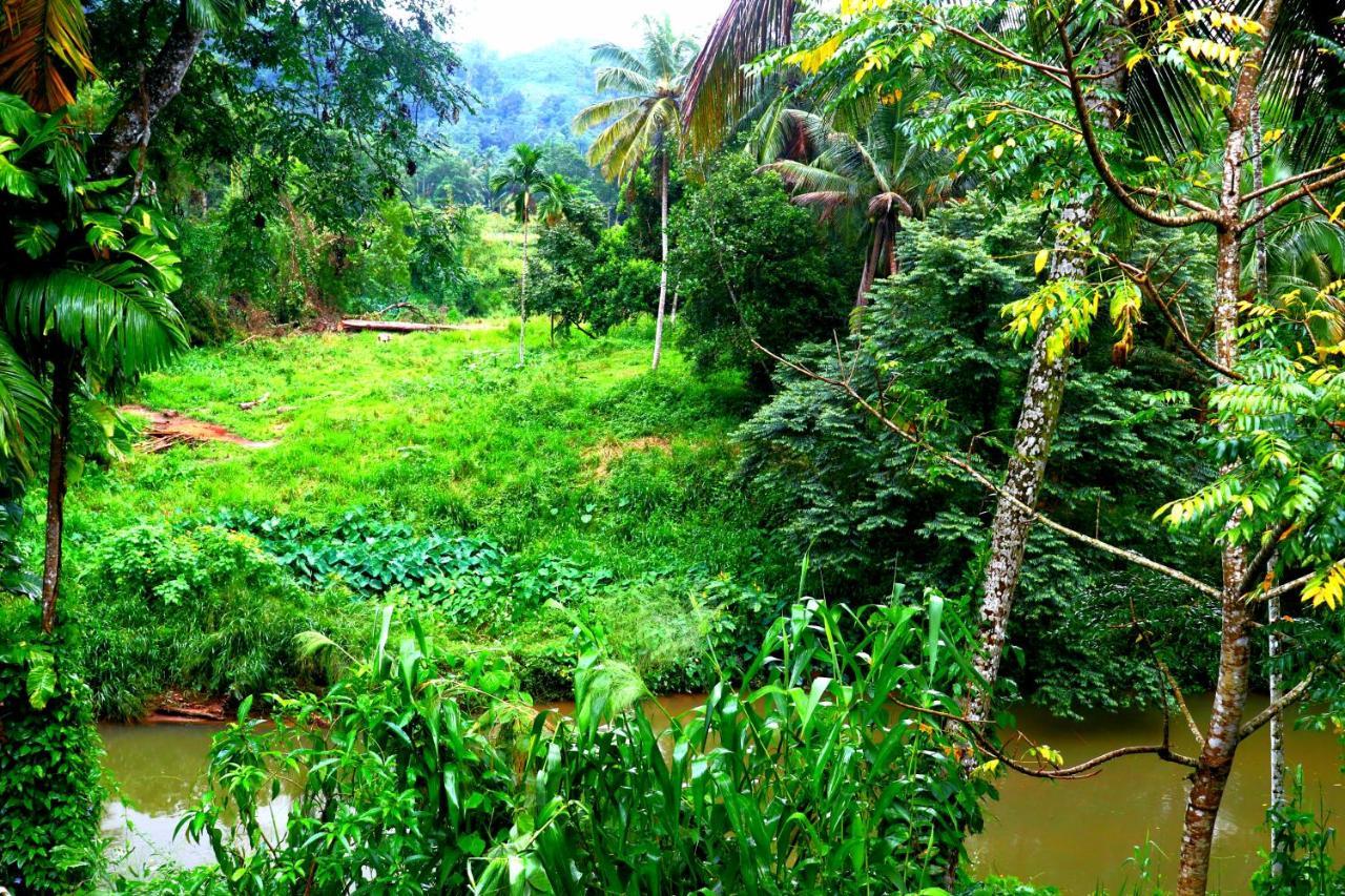 Rainforest River Bay Deniyaya Exteriör bild